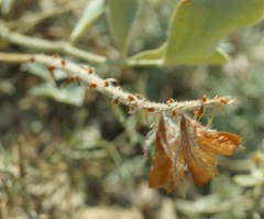 Hedysarum candidum