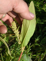 Rumex fueginus