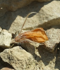 Hedysarum candidum