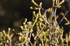 Passerina truncata monticola