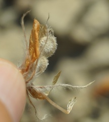 Hedysarum candidum