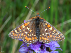 Euphydryas aurinia debilis