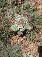 Aloe greatheadii davyana