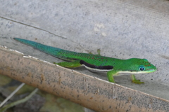 Phelsuma