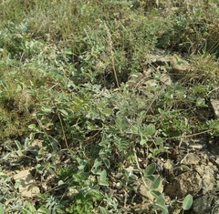 Hedysarum candidum