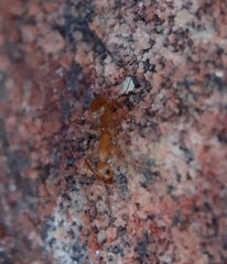 Camponotus mystaceus