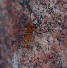 Camponotus mystaceus