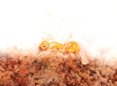 Camponotus mystaceus