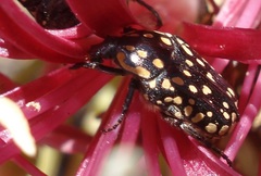 Oxythyrea testaceoguttata