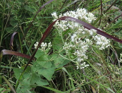 Eupatorium cordigerum