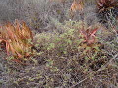 Pelargonium trifidum