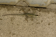 Sceloporus gadsdeni