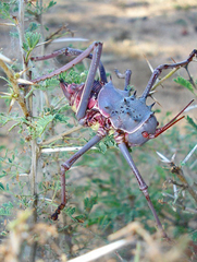 Acanthoplus discoidalis