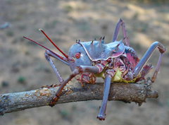 Acanthoplus discoidalis
