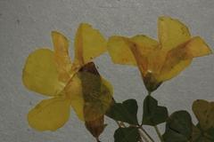 Oxalis uliginosa