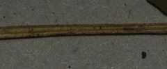 Oxalis uliginosa