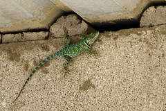 Sceloporus gadsdeni