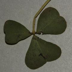Oxalis uliginosa