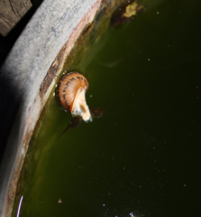 Pseudacris hypochondriaca