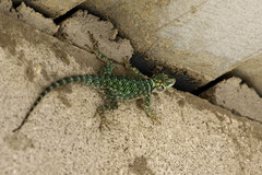 Sceloporus gadsdeni