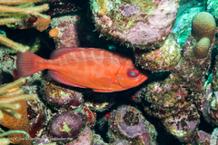 Heteropriacanthus cruentatus