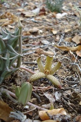 Ceropegia maculata image