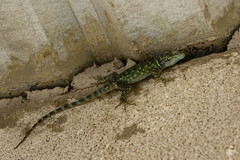 Sceloporus gadsdeni