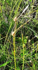 Carex lepidocarpa