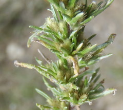 Ifloga glomerata