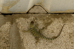 Sceloporus gadsdeni