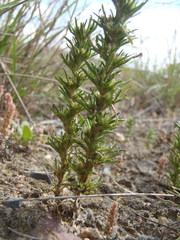 Ifloga glomerata