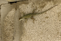 Sceloporus gadsdeni