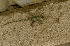 Sceloporus gadsdeni