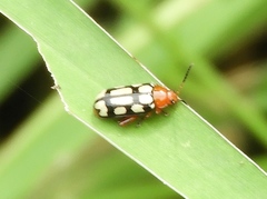 Disonycha scriptipennis