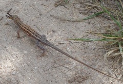 Meroles squamulosus