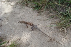 Meroles squamulosus
