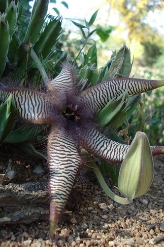 Stapelia image