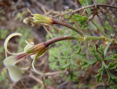 Pelargonium trifidum