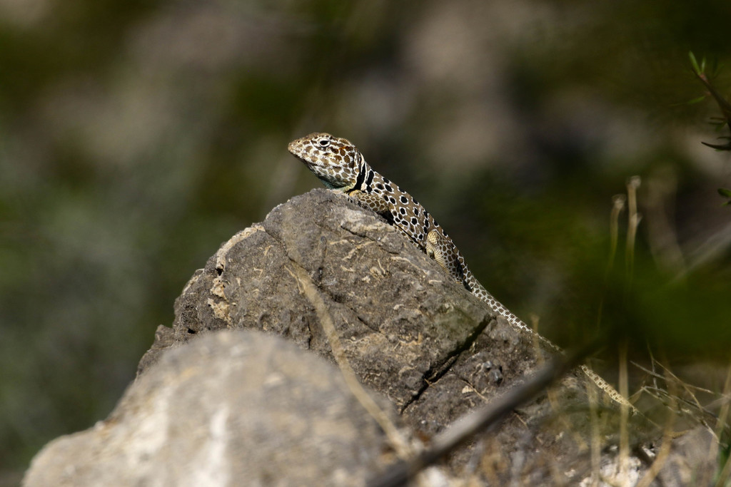 Venerable Collared Lizard in August 2021 by mothito · iNaturalist