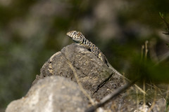Crotaphytus antiquus
