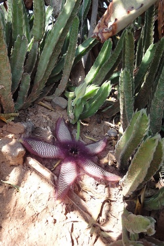 Stapelia gettliffei image