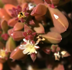 Delosperma patersoniae