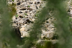 Crotaphytus antiquus