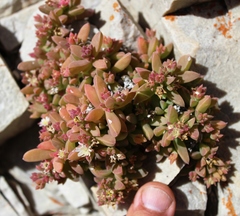 Delosperma patersoniae