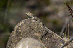 Crotaphytus antiquus