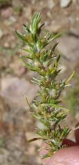 Ifloga glomerata