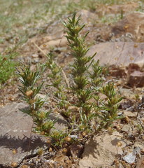 Ifloga glomerata