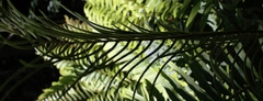 Blechnum capense
