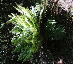Blechnum capense