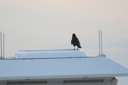 Corvus ossifragus image